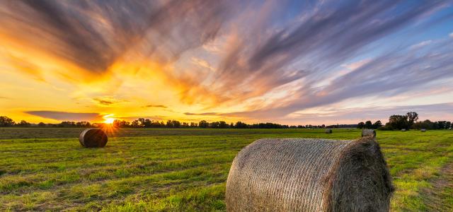 hay bales at sunrise